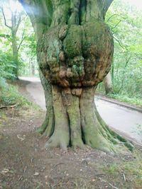 Trees in the forest