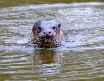 Close-up of duck swimming in river