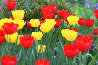 Close-up of yellow tulips