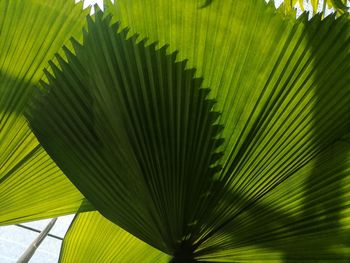 Full frame shot of palm tree