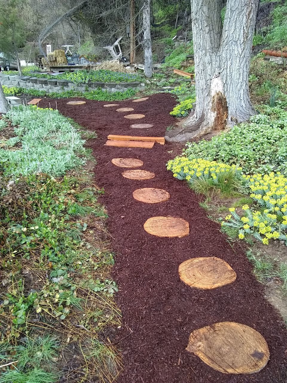 PLANTS GROWING ON LAND