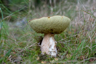 fungus