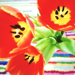 Close-up of orange flower