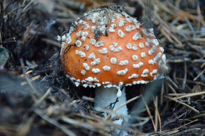 Close-up of fly agaric mushroom on field