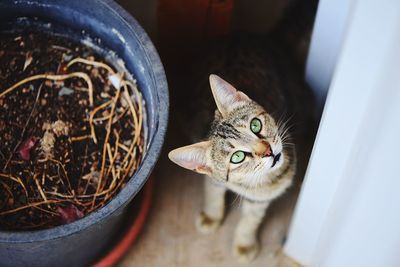 Close-up portrait of a cat