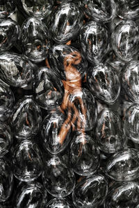 Full frame shot of lizard