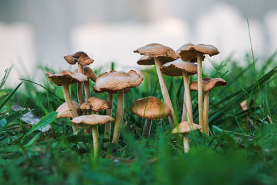 Close-up of mushrooms growing on field