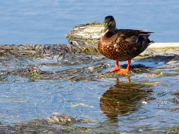 Bird perching on water