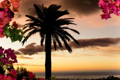 Silhouette palm tree by sea against sky during sunset