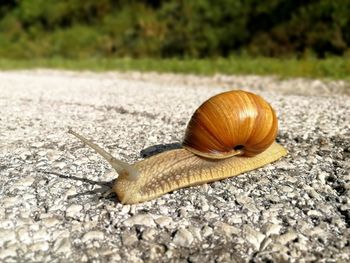 Close-up of snail