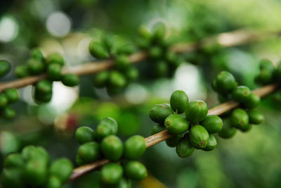 Close-up of raw coffee beans on plant