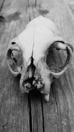 Close-up of animal skull on table