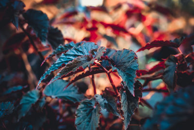 Close-up of red leaves on plant