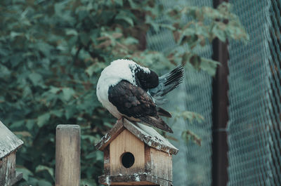 Bird perching on wooden post