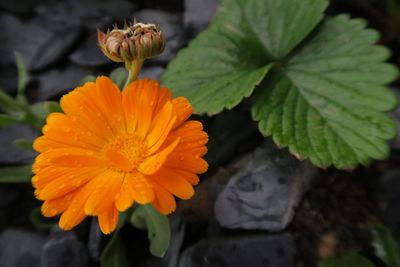 Close-up of orange hibiscus blooming outdoors