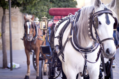 White horse used to pull a tourist cart. no people