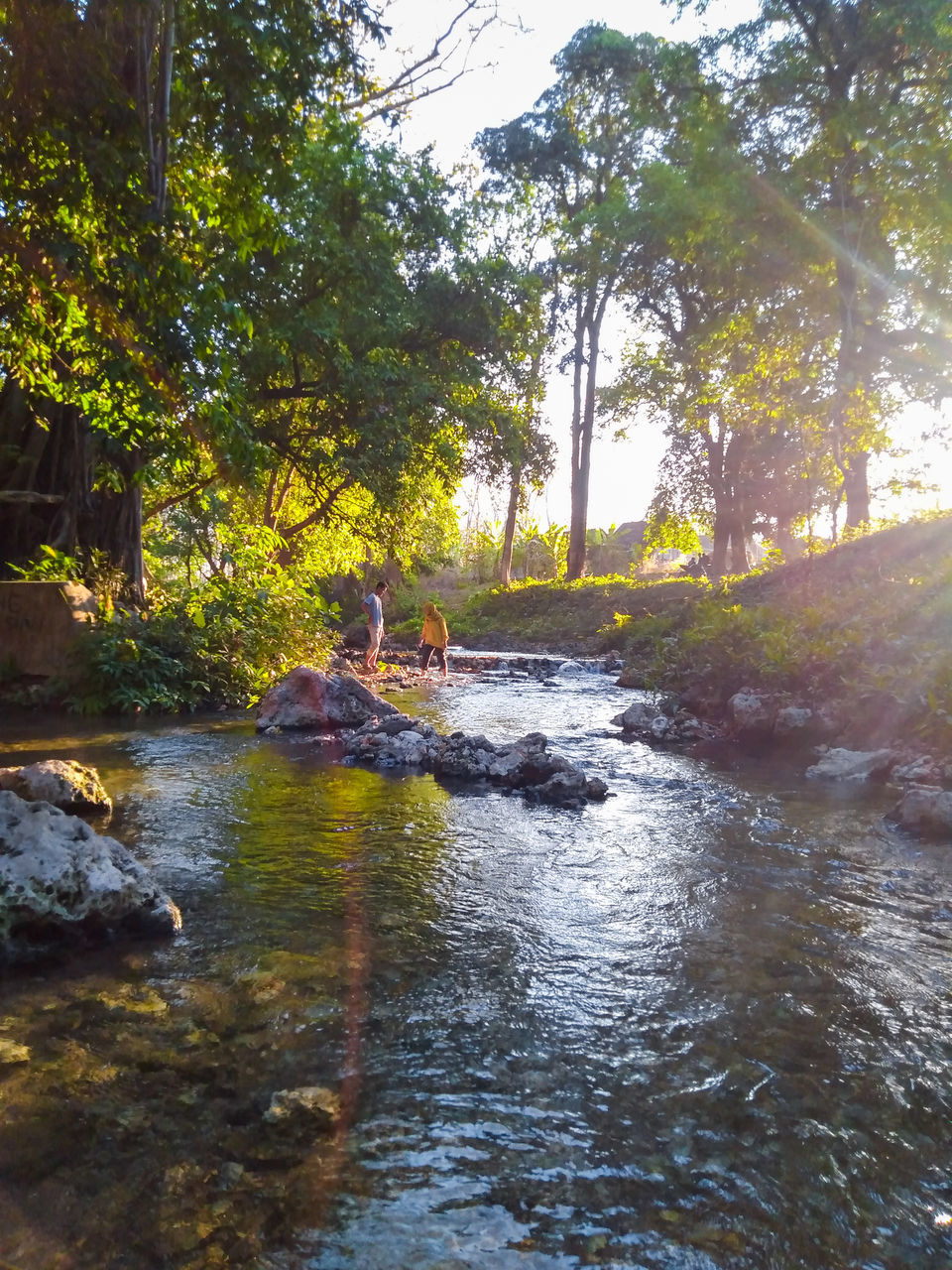 VIEW OF RIVER FLOWING THROUGH TREES