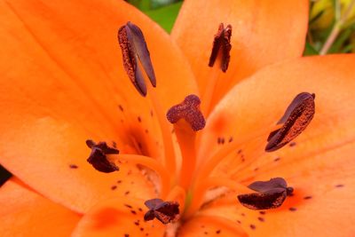 Close-up of orange day lily blooming outdoors