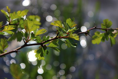 Close-up of leaves on twig