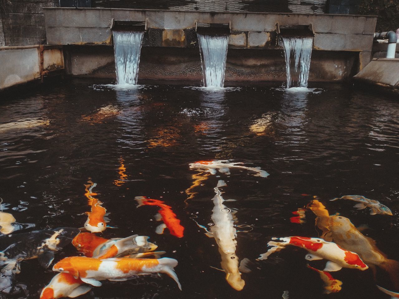 VIEW OF KOI FISH IN POND
