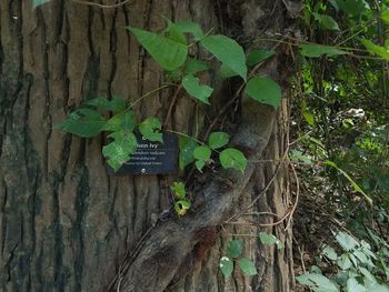 Close-up of ivy on tree trunk