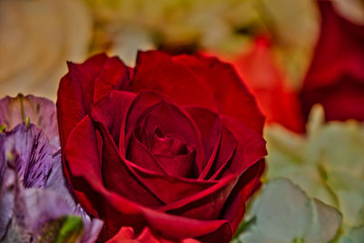 Close-up of red rose