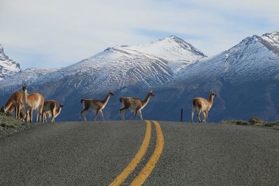 Alpacas crossing road
