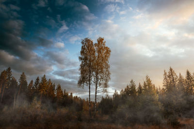 Low angle view of trees against sky