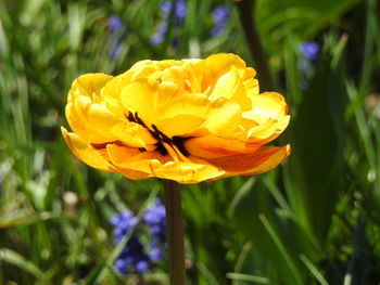 Close-up of yellow flowering plant on field