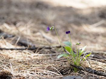 Close-up of plant on field