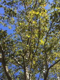 Low angle view of flower tree