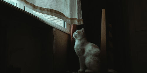 Cat sitting on window at home