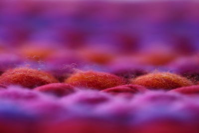 Close-up of pink flower