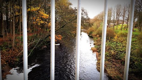 River amidst trees in forest against sky
