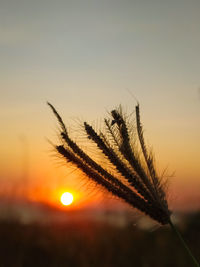 Close-up of silhouette plant on field against orange sky