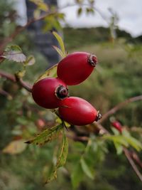 Close-up of red berries growing on tree