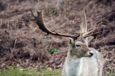 Portrait of deer