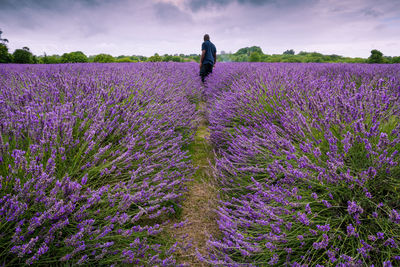 Rear view of person standing on field against purple sky