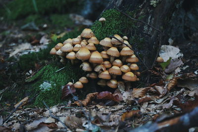 Close-up of mushrooms growing in forest