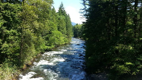 Stream flowing through a forest