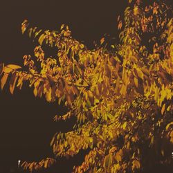 Close-up of yellow flowers at night