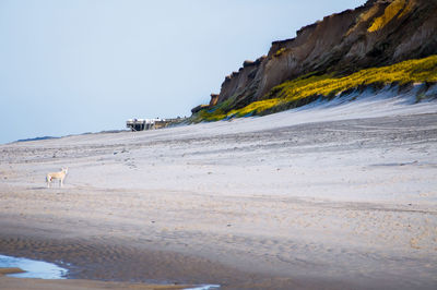 Scenic view of beach against clear sky