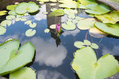 High angle view of lotus water lily in pond