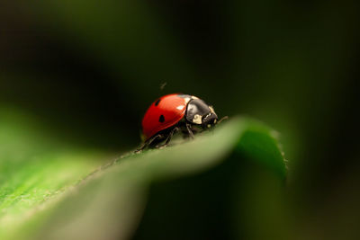 Close-up of ladybug on leaf