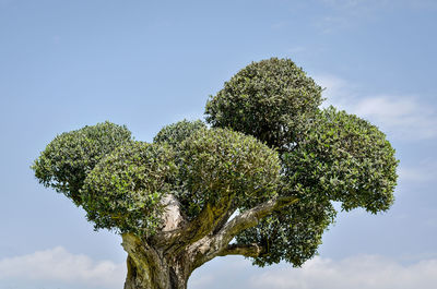 Low angle view of tree against sky