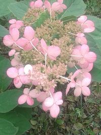 Close-up of pink flowers