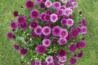 Close-up of pink flowers