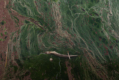 High angle view of lizard on tree trunk