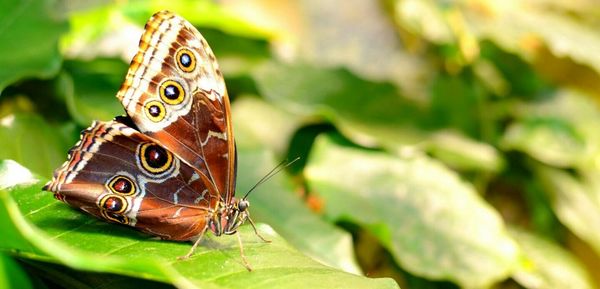 Close-up of butterfly