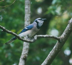 Close-up of bird perching on tree